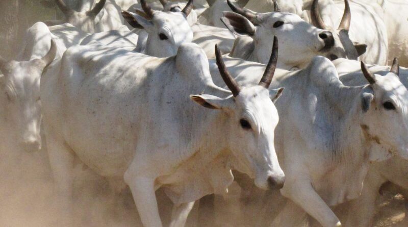 Arroba do boi gordo registra novas altas nas cotações hoje