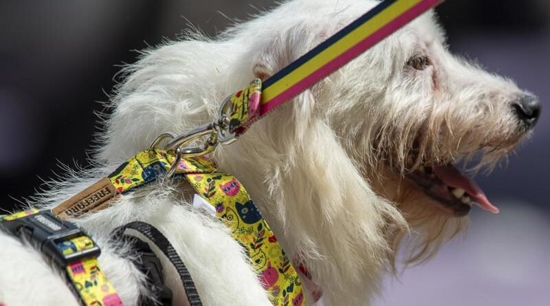 Atividade de protetores de animais pode ser reconhecida legalmente