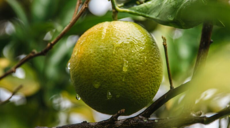 Cascas de limão podem ser aliadas na proteção das plantas e não devem ser descartadas