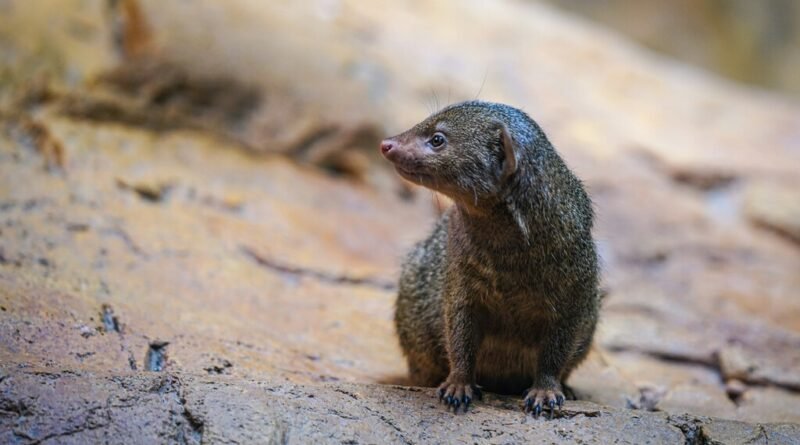 Cientistas desenvolvem método para identificar espécies invisíveis sem a necessidade de DNA