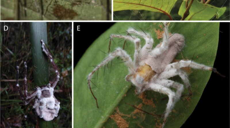 Descoberta de fungo zumbi no Brasil destaca país entre as 10 principais descobertas científicas de 2025, infectando aranhas vivas e superando sistema imunológico antes de se espalhar após a morte