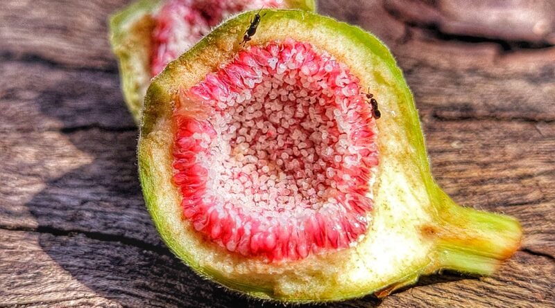 Figo não é fruta nem planta carnívora e surpreende ao digerir vespas