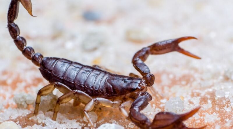 Inovação na medicina: máquina é criada para ordenhar escorpiões e transformar tratamentos médicos