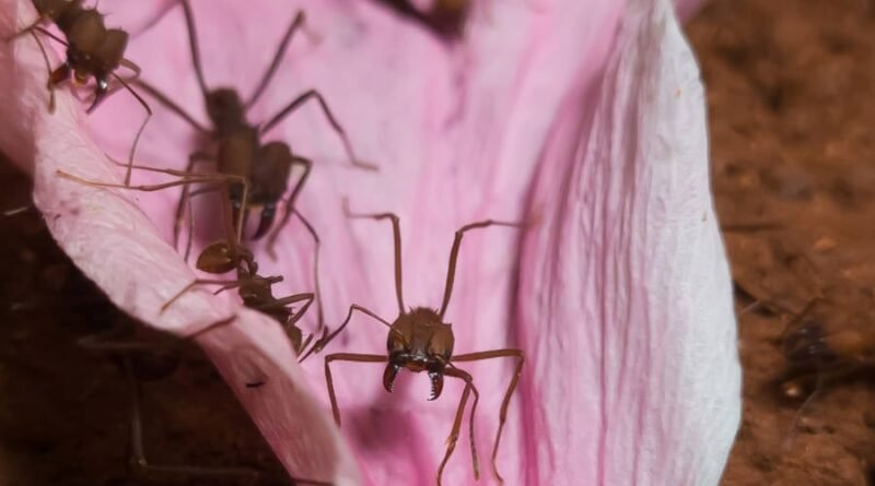 Lixo de formigueiro revela potencial para desenvolvimento de biocombustíveis, indica pesquisa