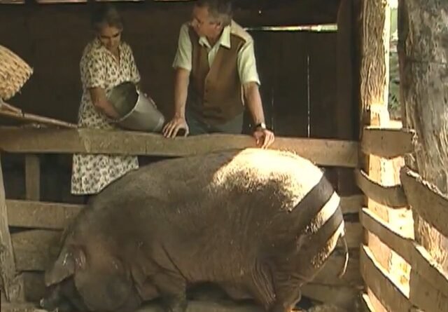 Mutirão em MG mobiliza vizinhos para abate de porco de mais de 300 kg