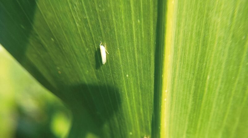 Novo observatório reúne dados do campo para monitorar avanço da cigarrinha-do-milho