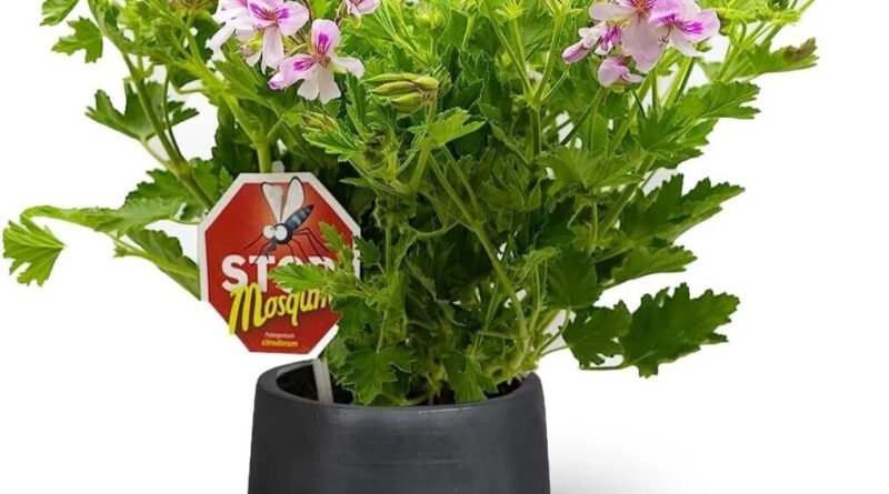 Plante hoje o escudo natural que protege sua família de mosquitos e carrapatos