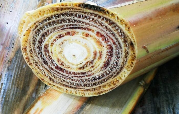 Treze pragas agrícolas que ainda não chegaram ao Brasil