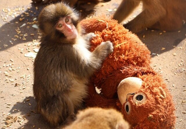 A Triste Realidade da Rejeição: Especialista Revela o Comportamento do Filhote Punch e dos Macacos Abandonadores