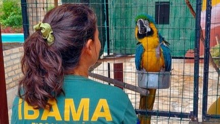 Araras-canindés são resgatadas após exploração ilegal por pousadas