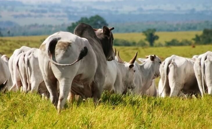 Arroba do boi gordo inicia fevereiro com novidades no mercado pecuário