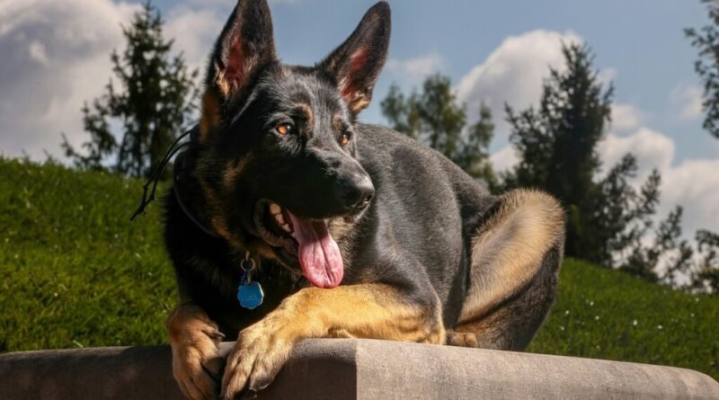 Aumento da busca por cães de defesa no Reino Unido reflete crescimento da criminalidade