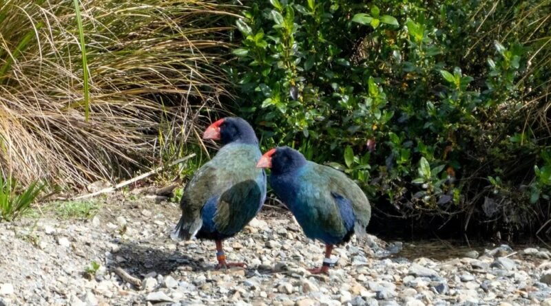 Ave considerada extinta há 125 anos é encontrada em refúgio secreto