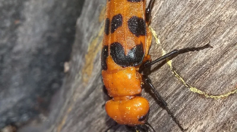 Besouro arrebenta-boi: entenda os riscos que ele representa