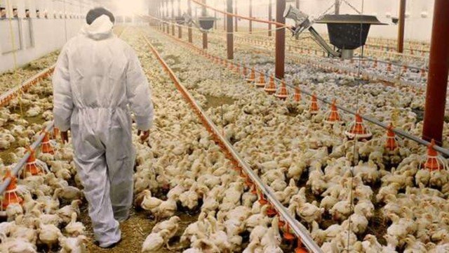 Brasil registra recorde histórico em exportação de frango apesar da gripe aviária