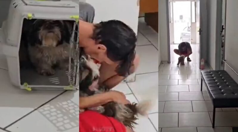 Cadela desaparecida reencontra tutor em delegacia após disputa por guarda