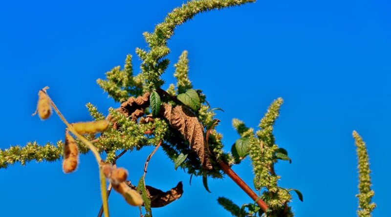 Caruru-palmeri é identificado pela primeira vez no estado de São Paulo