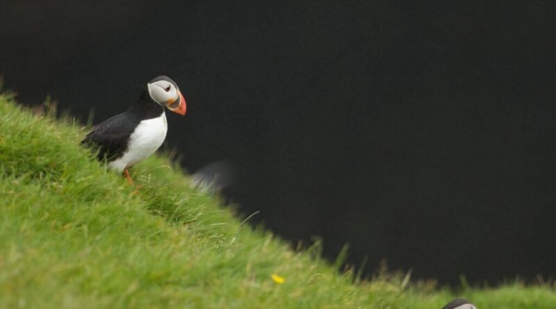 Casa mais isolada do mundo está localizada em ilha minúscula acessível apenas por salto de barco para penhasco íngreme