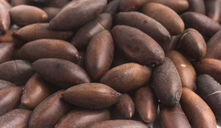 Castanha de Baru será destaque na principal feira de produtos orgânicos da Europa