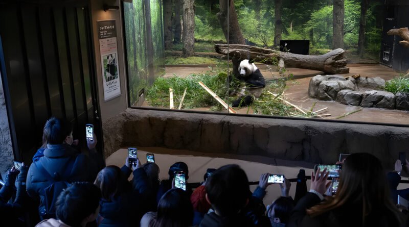 China encerra diplomacia do panda e retira animais de parques internacionais