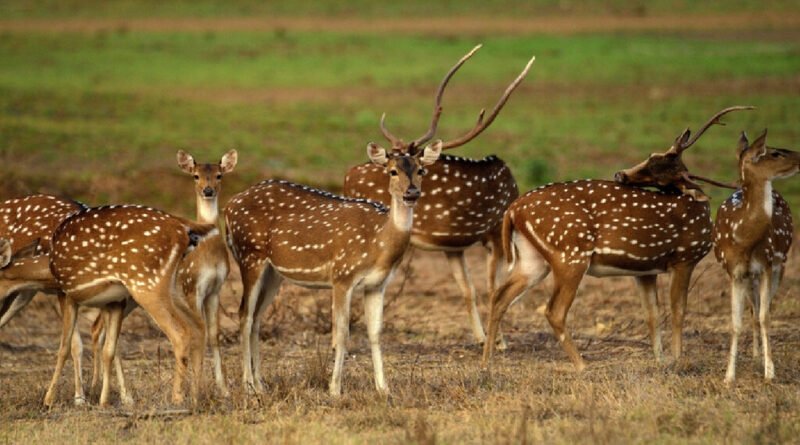 Cientistas alertam sobre novo invasor de 100 kg no Pantanal com detalhe surpreendente