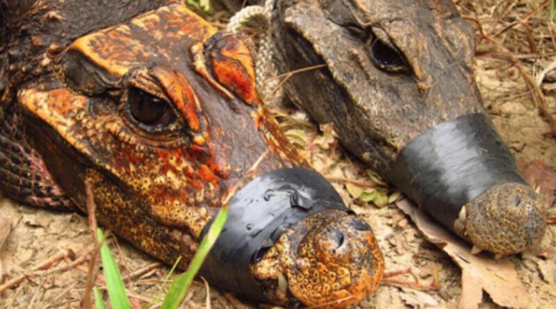 Cientistas descobrem nova espécie de crocodilos anões laranja após mutações em caverna onde se alimentaram de morcegos