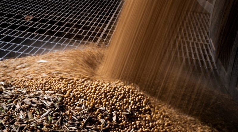 Cientistas editam DNA da soja para aumentar resistência ao calor