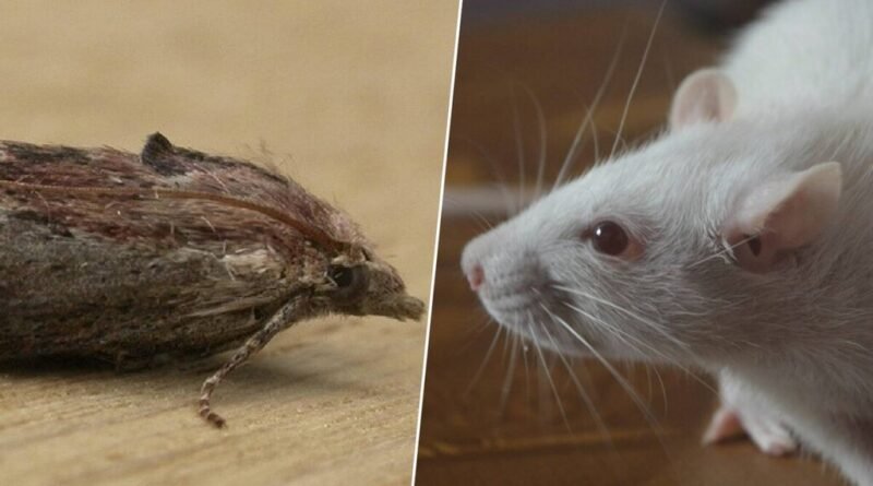 Cientistas encontram mariposas como alternativa aos ratos de laboratório após anos de pesquisas sem sucesso