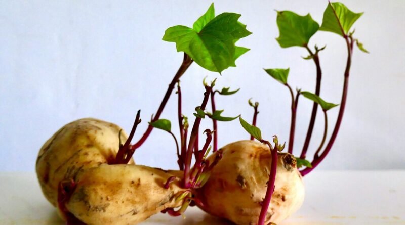 Cientistas esclarecem segurança do consumo de batatas com brotos