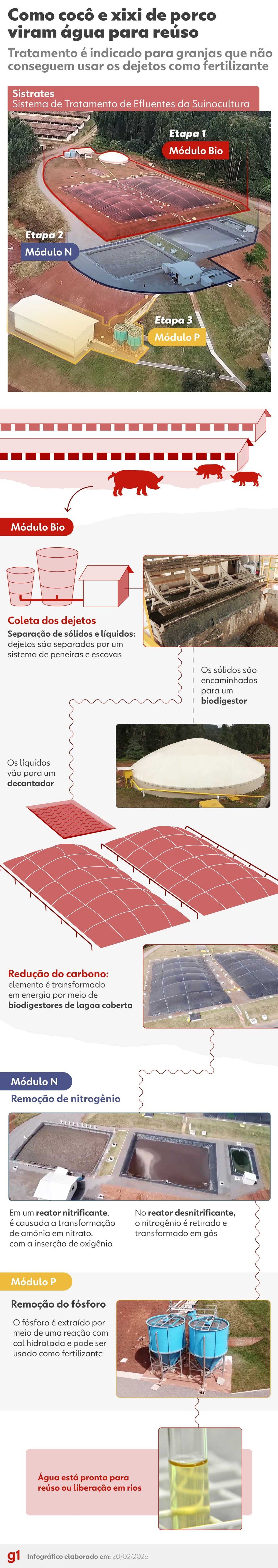 Como cocô e xixi de porco viram água para reúso