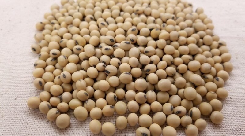 Comercialização de soja avança lentamente e permanece abaixo de 40%; analistas discutem se é o momento de vender ou esperar