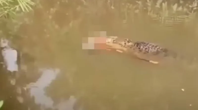 Crocodilo de 6 metros é flagrado com corpo de mulher desaparecida