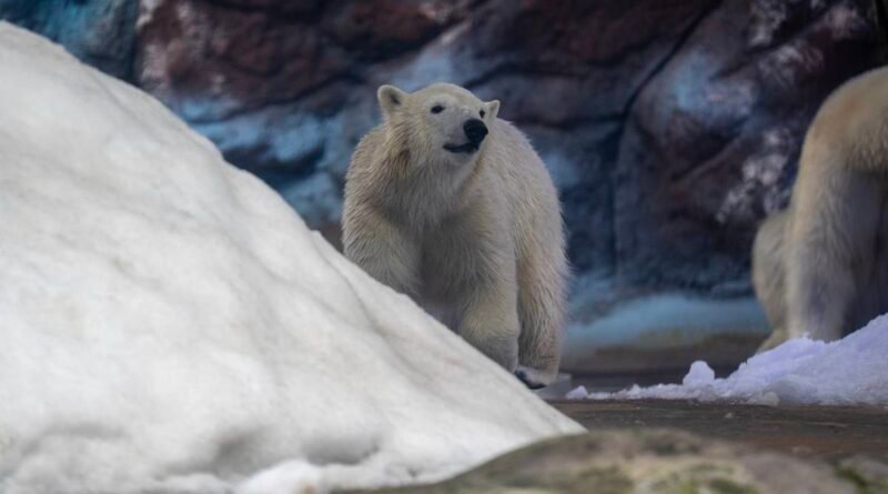 Dia do Urso Polar revela transformação de filhote nascido em São Paulo