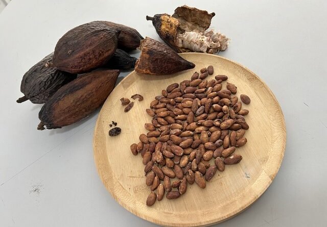 Governo suspende importação de cacau da Costa do Marfim por tempo indeterminado