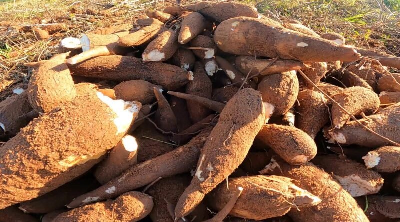 Indígenas do Amapá enfrentam drama causado pela vassoura-de-bruxa da mandioca