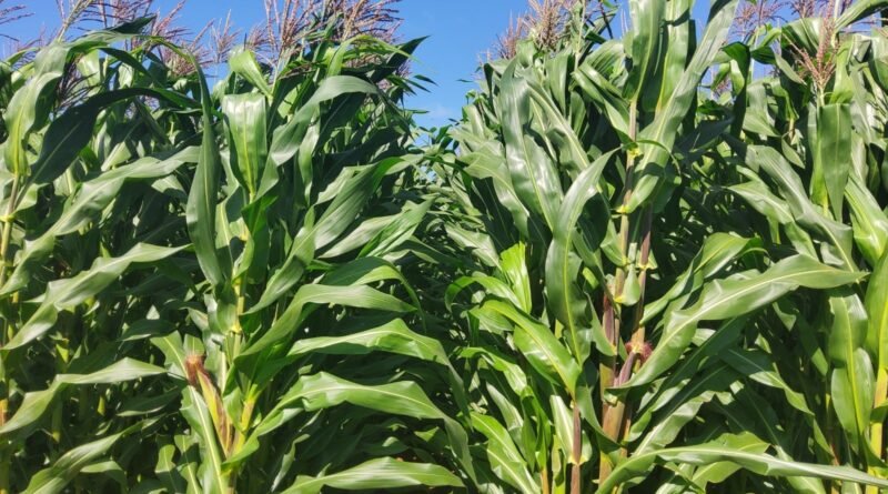 Lançamento de nova cultivar de milho branco está confirmado para o Show Rural 2026