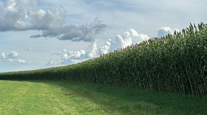 Lançamento de sorgo forrageiro gigante promete alta produtividade e qualidade no mercado