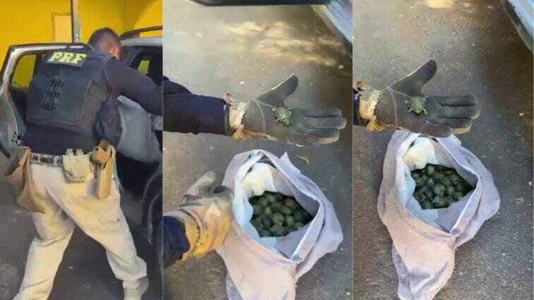 Mais de 600 tartarugas tigre-d'água são apreendidas em fiscalização no Rio Grande do Sul