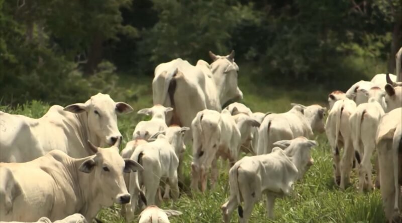 Manejo adequado de pasto é fundamental para recria de bezerros desmamados