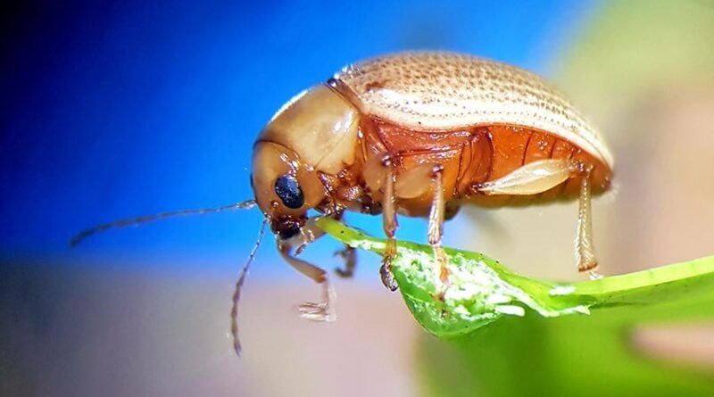 Mapa cria canal exclusivo para notificação de suspeitas de novas pragas