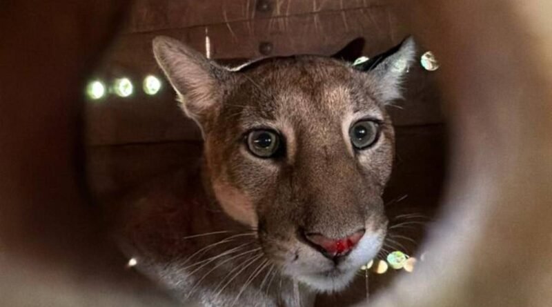 Onça-parda é reintroduzida na natureza dois dias após resgate em residência