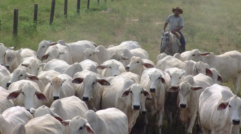 Pecuarista influencia negociações e registra nova alta na arroba