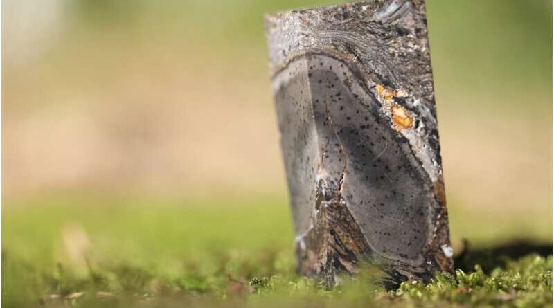 Pesquisadores identificam nova forma de vida fora das classificações conhecidas