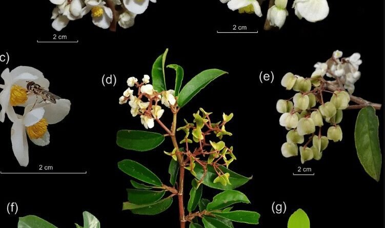 Planta considerada extinta há um século é redescoberta no litoral de São Paulo