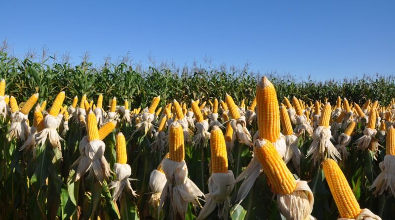 Plantio da safrinha de milho avança no Centro-Sul, mas ainda fica abaixo do desempenho do ano anterior