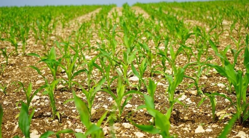 Plantio de milho em Santa Catarina avança com produção estimada em 2,27 milhões de toneladas