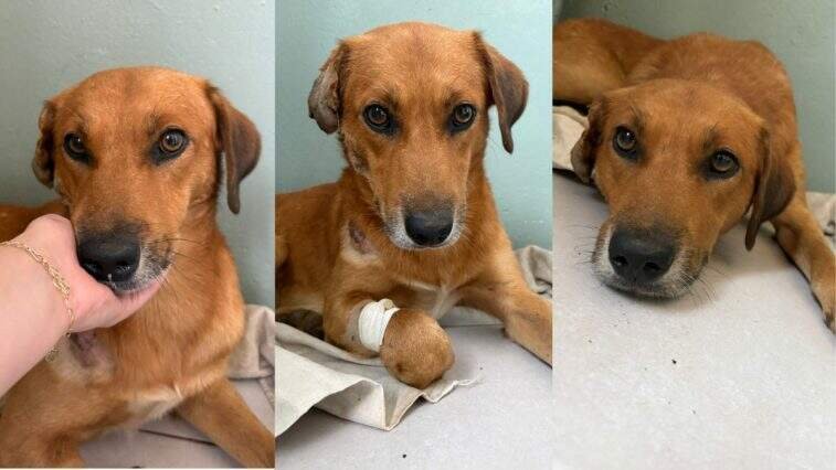 Polícia apura morte de seis cães no Rio Grande do Sul