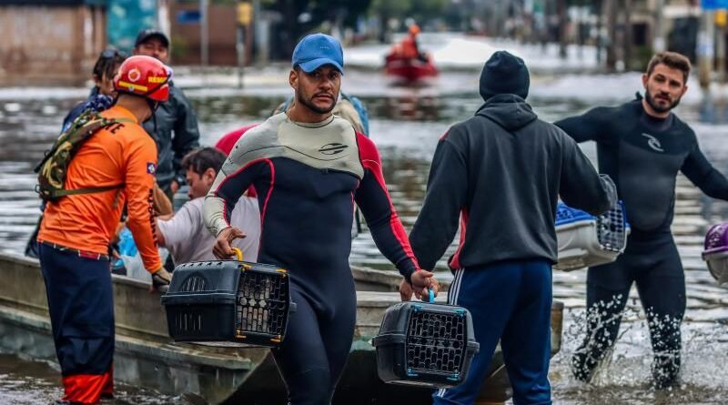 Política de resgate animal em desastres ambientais é aprovada para sanção