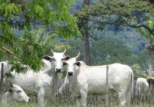Preços do boi gordo e do atacado registram novo aumento e cotações são apresentadas
