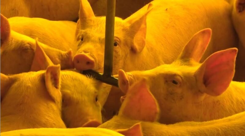 Preços dos suínos caem drasticamente devido à queda na demanda